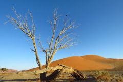baum-dune-45-sossusvlei-namibia