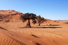 elim-dune-sossusvlei-namibia