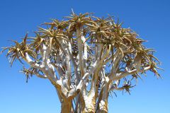 Köcherbaum Krone Namibia