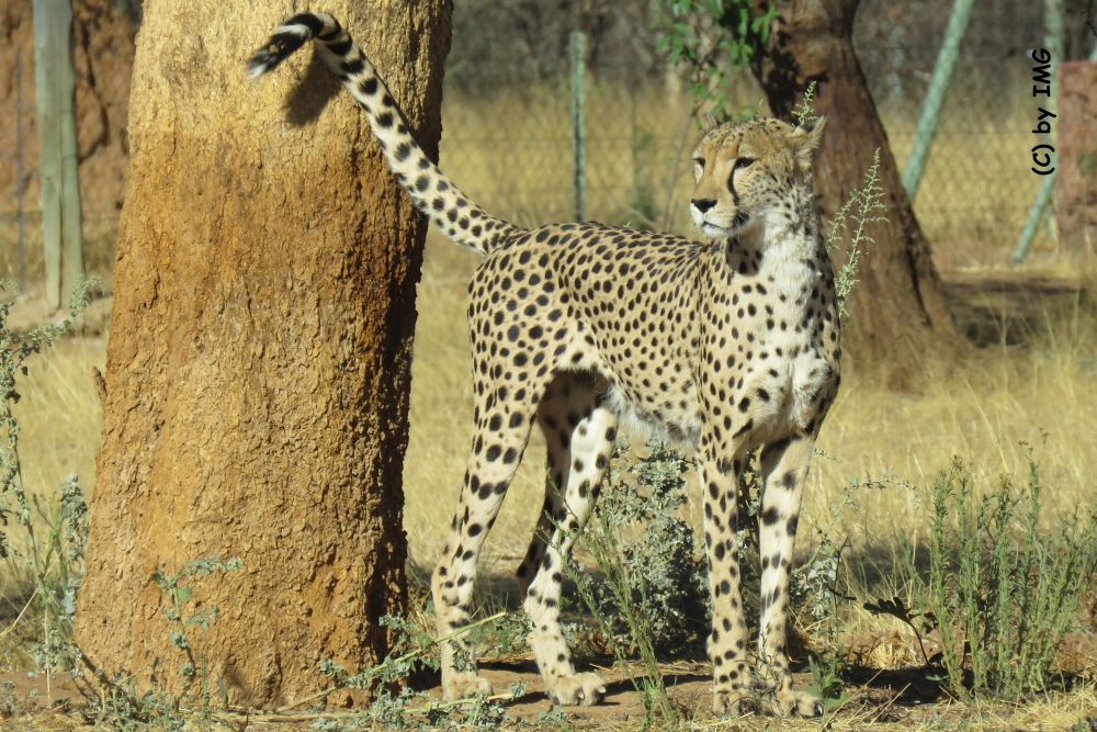 Namibia – Cheetah Conservation Fund